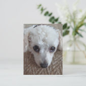 小さな白いティーカッププードル犬 ポストカード (スタンド正面)