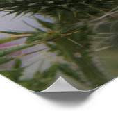 小さな白いバットフライのスピアティスル ポスター (角)