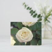 小さな白いバラのはがき ポストカード (スタンド正面)