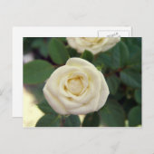 小さな白いバラのはがき ポストカード (正面/裏面)