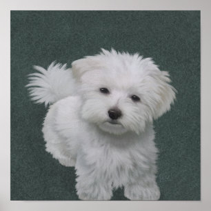小さな白い犬のペットポートレート ポスター
