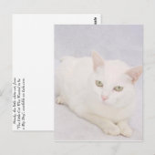 小さな白い猫 ポストカード (正面/裏面)