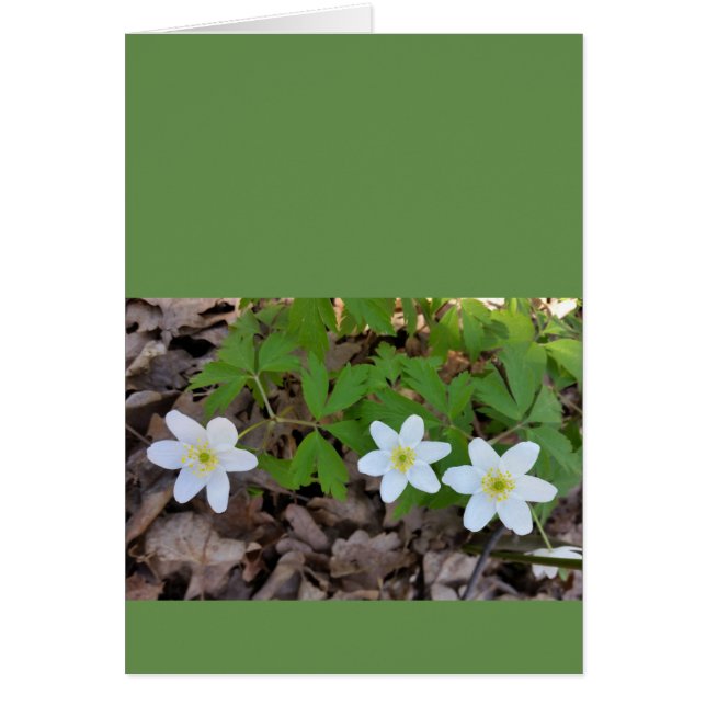 小さな白い花 (正面)