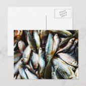 小さな白身魚 ポストカード (正面/裏面)