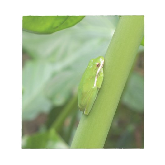 小さな眠そうなアマガエル ノートパッド (正面)