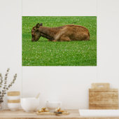 小さな眠り ポスター (キッチン)