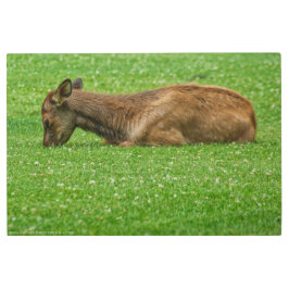 小さな眠り メタルプリント