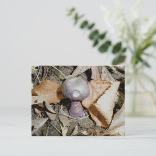 小さな紫のキノコのはがき ポストカード (スタンド正面)