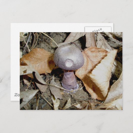 小さな紫のキノコのはがき ポストカード (正面/裏面)