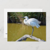 小さな緑が枝に止まっていた ポストカード (正面/裏面)