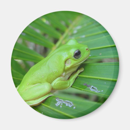 小さな緑のカエル マグネット (正面)