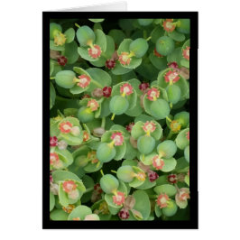 小さな緑のフローラ – ソルの歌。2:13グリーティングカード