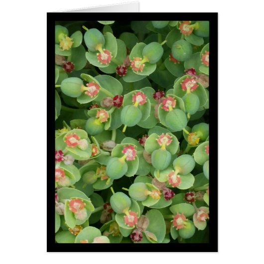 小さな緑のフローラ – ソルの歌。2:13グリーティングカード (正面)