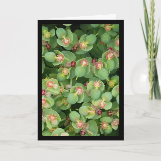 小さな緑のフローラ – ソルの歌。8:7グリーティングカード カード (正面)