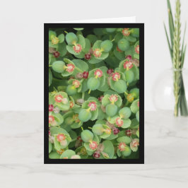 小さな緑のフローラ – ソルの歌。8:7グリーティングカード カード