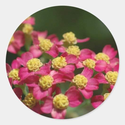 小さな花のシール ラウンドシール (正面)