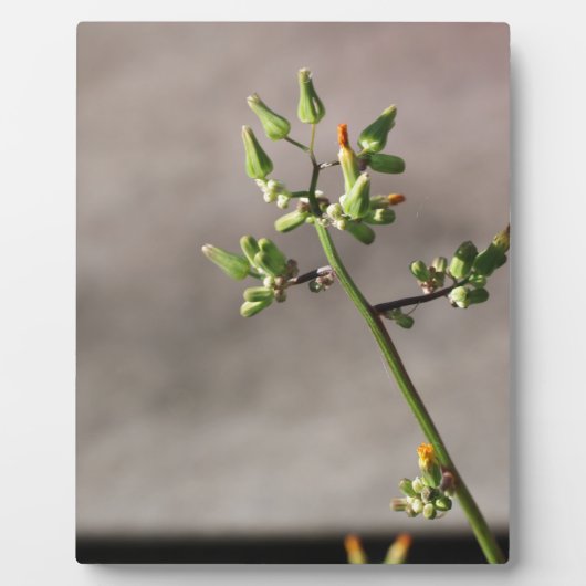 小さな花の芽 フォトプラーク (正面)