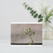 小さな花の芽 ポストカード (スタンド正面)