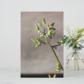 小さな花の芽 便箋 (スタンド正面)