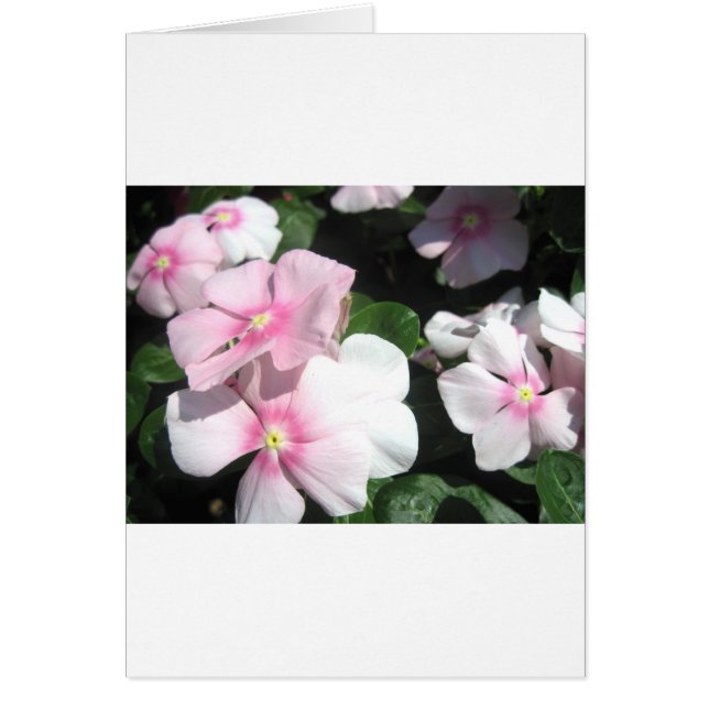 小さな花 (正面)