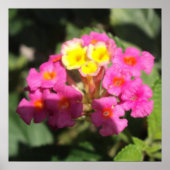 小さな花 ポスター (正面)