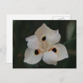 小さな花 ポストカード (正面/裏面)