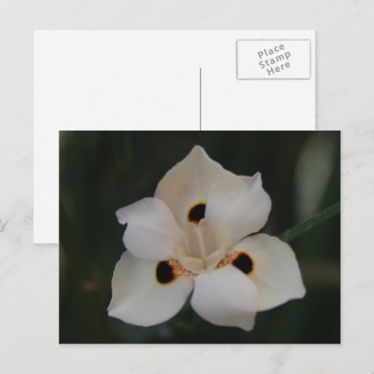 小さな花 ポストカード (正面/裏面)