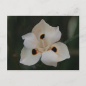 小さな花 ポストカード (正面)