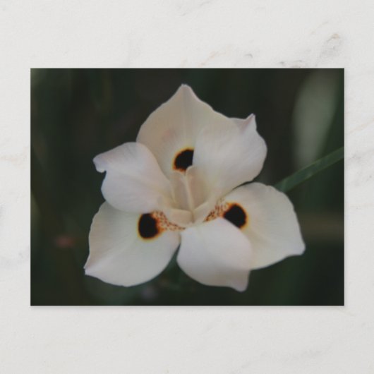 小さな花 ポストカード (正面)