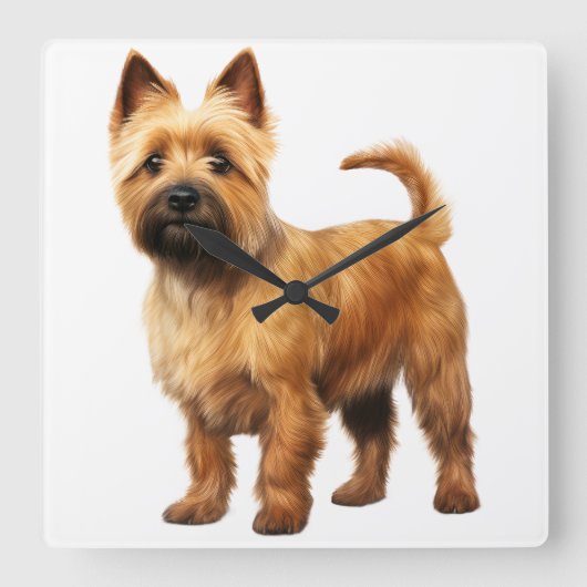 小さな茶色のノーウィッチテリア犬 スクエア壁時計 (正面)
