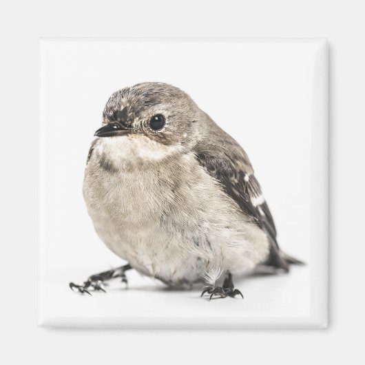 小さな茶色の庭の鳥の写真 マグネット (正面)
