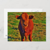 小さな茶色の牛の明るい緑の草 ポストカード (正面/裏面)