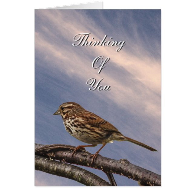 小さな茶色の鳥 (正面)