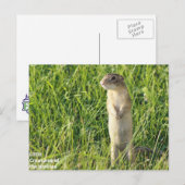 小さな草原の生物 ポストカード (正面/裏面)