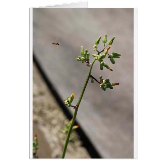 小さな虫、小さな花 (正面)