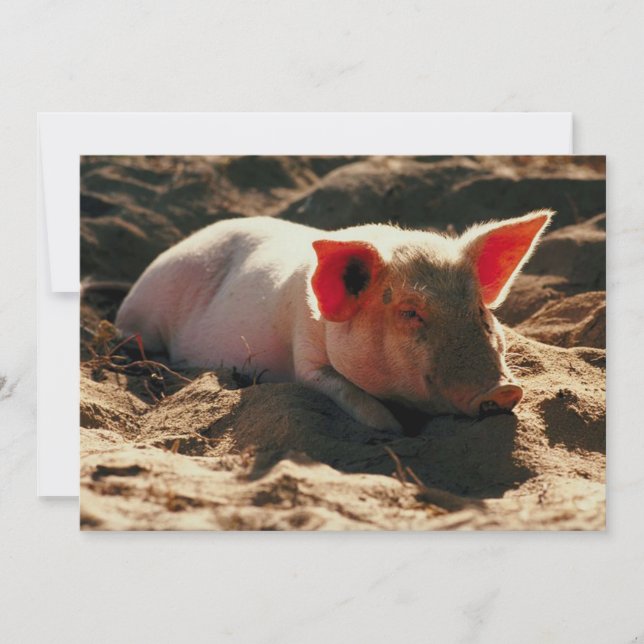 小さな豚 (正面)