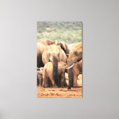 小さな象のキャンバスを枠で囲む キャンバスプリント (正面)