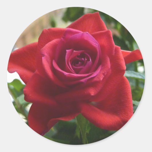 小さな赤いバラ ラウンドシール (正面)