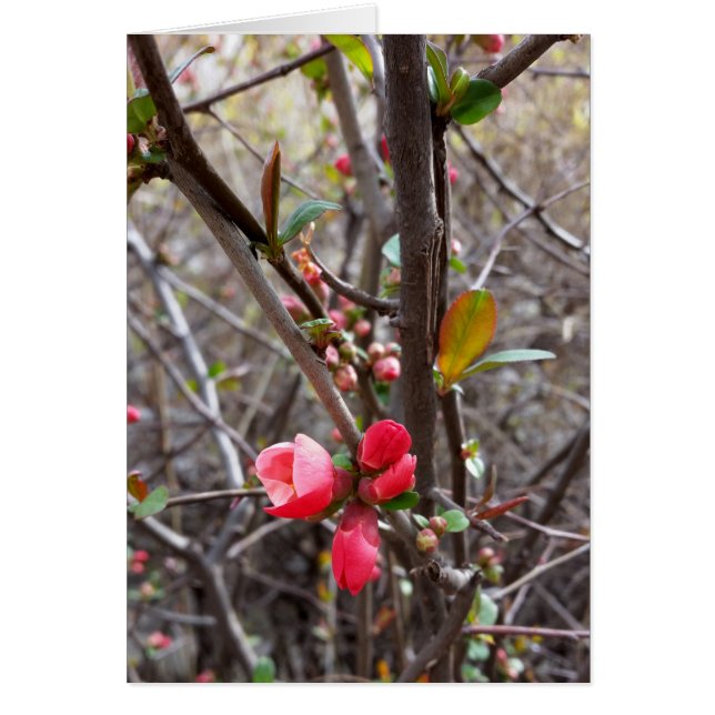 小さな赤い花 (正面)