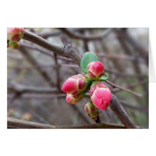 小さな赤い芽 (正面横)