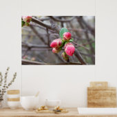 小さな赤い芽 ポスター (キッチン)