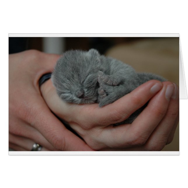 小さな赤ちゃん青の子猫 (正面横)