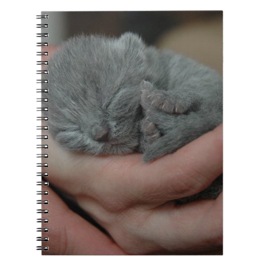 小さな赤ちゃん青の子猫 ノートブック (正面)