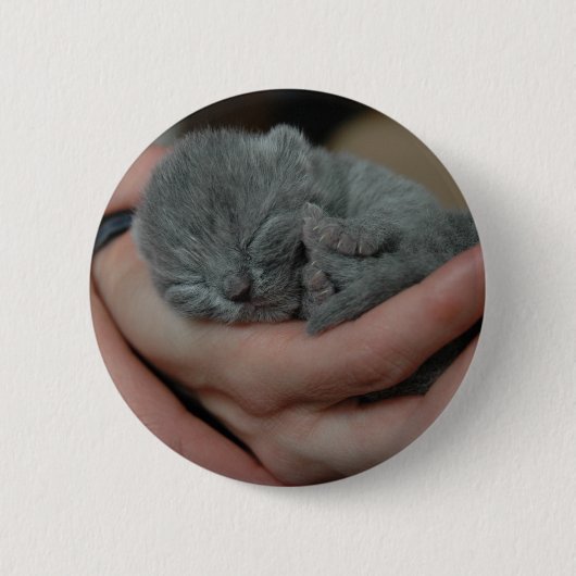 小さな赤ちゃん青の子猫 缶バッジ (正面)