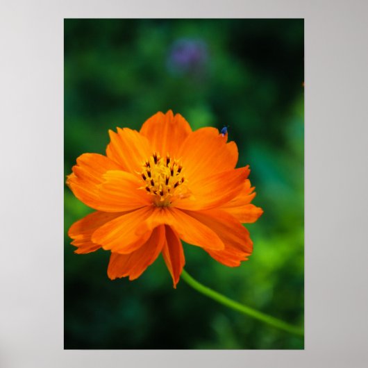 小さな青いバグ ポスター (正面)