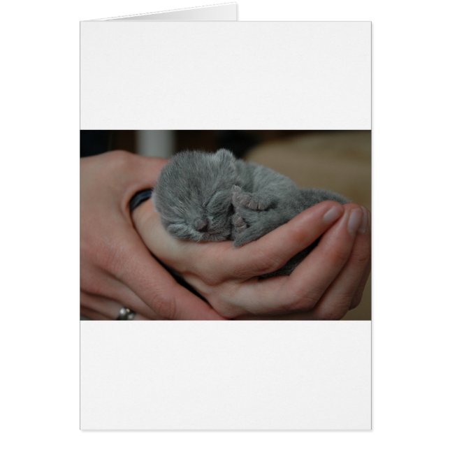 小さな青い子猫 (正面)
