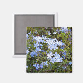 小さな青い花 マグネット (正面/裏面)