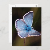小さな青い蝶の葉書 ポストカード (正面/裏面)