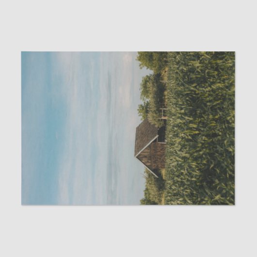 小さな頭が切れる納屋がトウモロコシ畑に閉じ込められた 薄葉紙 (正面)