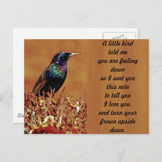 小さな鳥が私に星空き鳥の写真を言った ポストカード (正面/裏面)